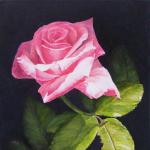 My pink rose