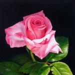 Little pink rose