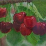 Red Hill Cherries