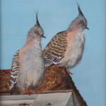 Crested Pigeons