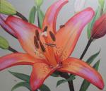 lily, flowers, blooms, garden blossoms, orange, colourful, ladybird